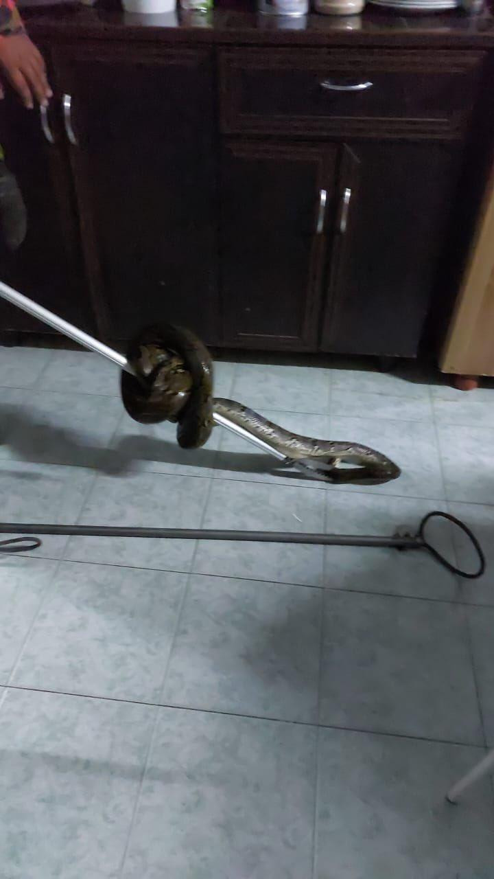 Con trăn khi bị bắt. Ảnh: Twitter Con trăn khi bị bắt. Ảnh: Twitter