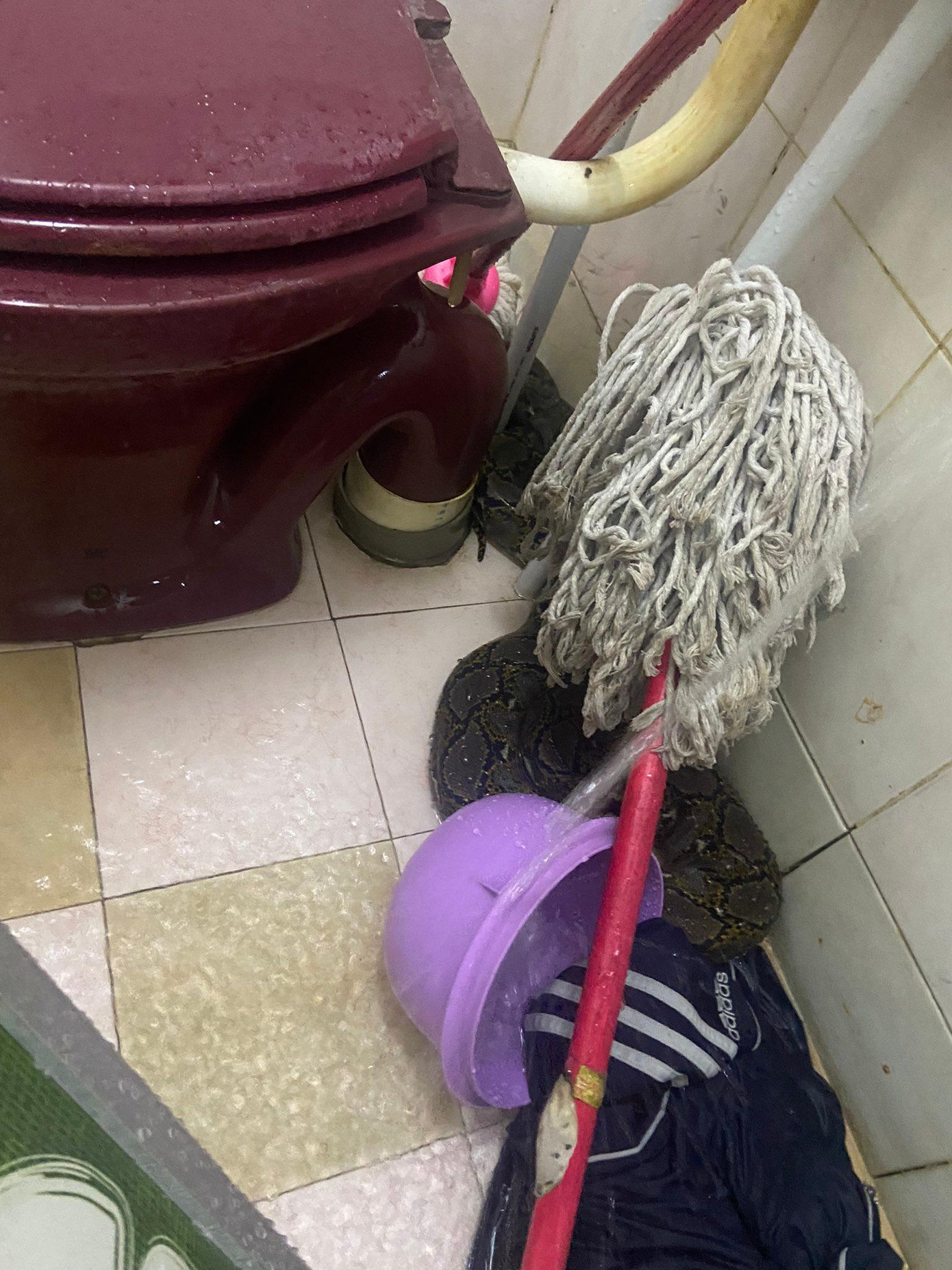 Con trăn cuộn tròn trong góc nhà vệ sinh sau khi tấn công Sabri. Ảnh: Twitter Con trăn cuộn tròn trong góc nhà vệ sinh sau khi tấn công Sabri. Ảnh: Twitter