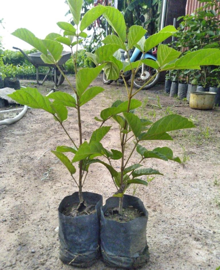 Theo đại diện Bộ NN&PTNT, cây phong linh có nguồn gốc từ Nam Mỹ nhưng du nhập vào nước ta từ Trung Quốc Theo đại diện Bộ NN&PTNT, cây phong linh có nguồn gốc từ Nam Mỹ nhưng du nhập vào nước ta từ Trung Quốc