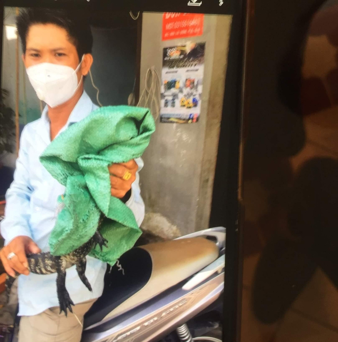 Con cá sấu thời điểm bị bắt giữ. Con cá sấu thời điểm bị bắt giữ.