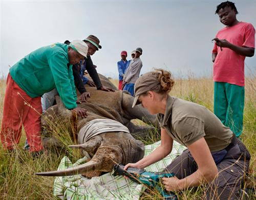 Bác sỹ thú y đang cưa sừng tê giác ở Tây Bắc, Nam Phi.