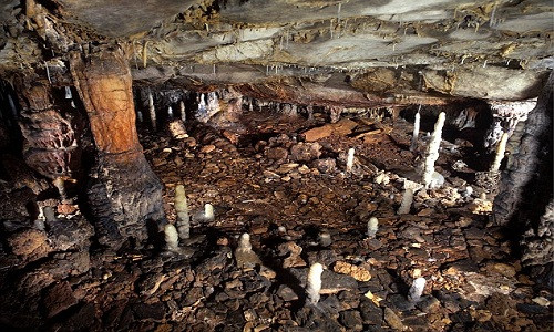 Loài sư tử lớn nhất thế giới bị người cổ đại tận diệt ảnh 1