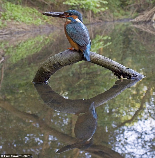 "Thợ săn" lao xuống nước như một mũi tên. Hình ảnh phản chiếu của một con bói cá trên mặt nước. Vọt lên khỏi mặt nước khi bắt được mồi "Án binh bất động" để chờ con mồi xuất hiện.