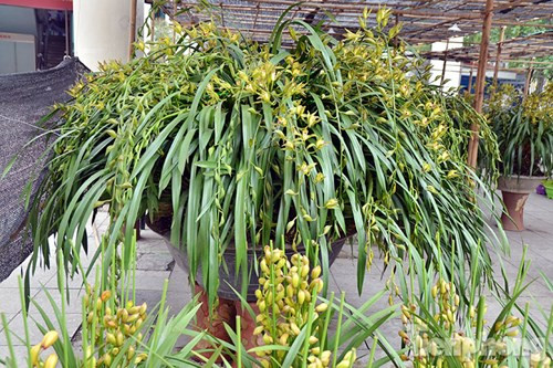 Chợ phiên vùng cao Tây Bắc giữa lòng Hà Nội ảnh 18