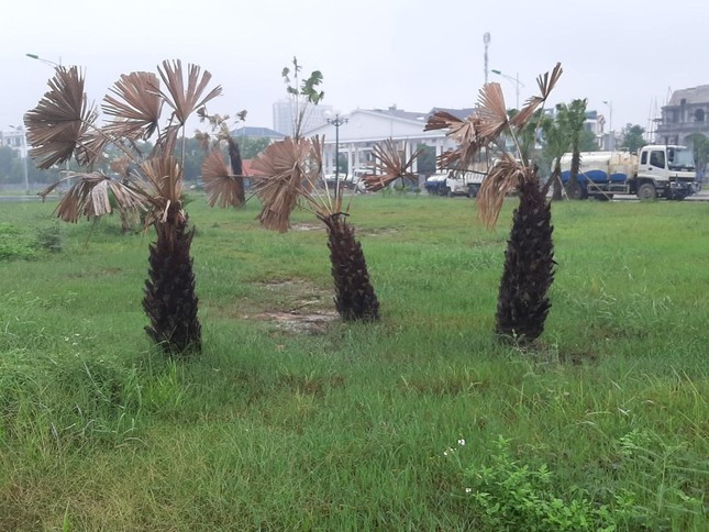 Năm 2022, gần 500 cây xanh ở Công viên Bố Vệ (phường Đông Vệ, TP Thanh Hóa) chết do các bồn trồng cây, thảm cỏ trong công viên được thiết kế thoát nước tự thẩm thấu Năm 2022, gần 500 cây xanh ở Công viên Bố Vệ (phường Đông Vệ, TP Thanh Hóa) chết do các bồn trồng cây, thảm cỏ trong công viên được thiết kế thoát nước tự thẩm thấu