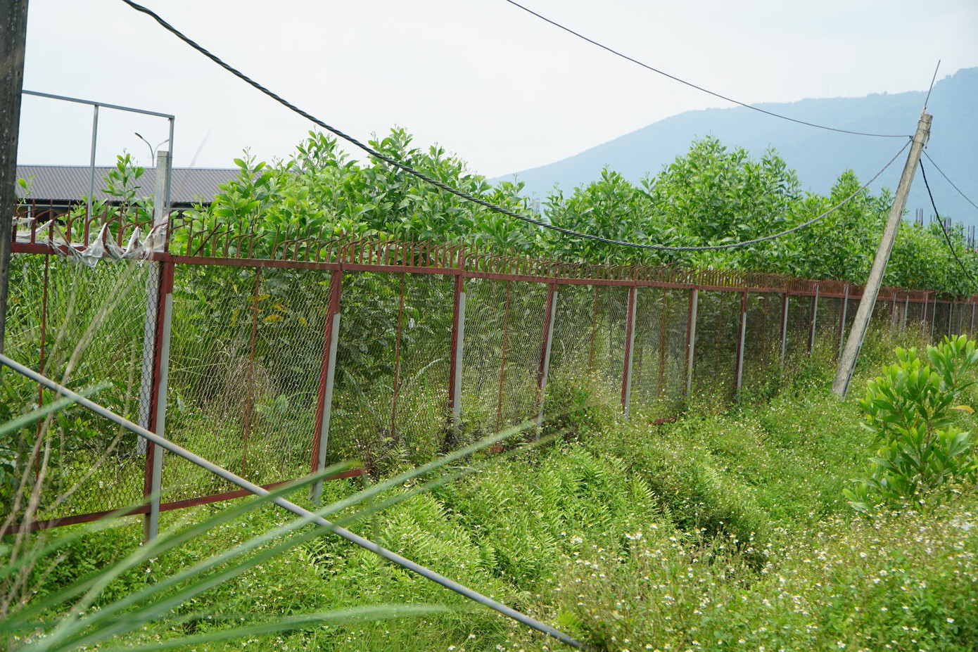 Cỏ dại mọc, sắt thép hoen gỉ