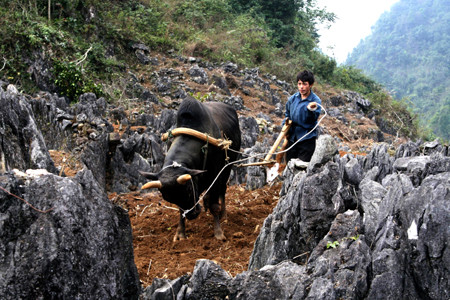 Nỗi gian truân của người dân mưu sinh trên đá. Ảnh: Minh Đức
