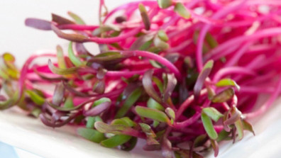 Mầm củ cải đường. Ảnh: Fox News