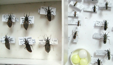 Những con bọ xít hút máu người (ảnh trái) thường to gấp đôi các loại bọ xít khác - Ảnh: L.Anh