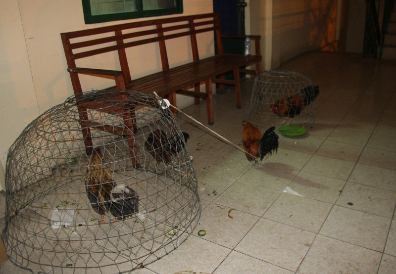 Ba con gà đá tại sòng bạc bị bắt giữ