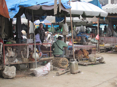 Khó có thể phân biệt gà ta với gà Trung Quốc ở Chợ đầu mối Giếng Vuông - TP Lạng Sơn