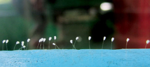 Loài “hoa” được cho là hoa ưu đàm mọc tại Phú Yên. Ảnh: Nguyễn Thế Thịnh. Loài “hoa” được cho là hoa ưu đàm mọc tại Phú Yên. Ảnh: Nguyễn Thế Thịnh