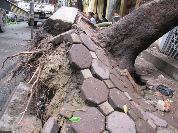 Gốc cây bị úng do ngấm nước của cống thoát nước cạnh đó, sau tác động của trận mưa đêm qua đã bật gốc