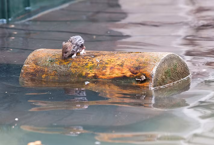 Một con chuột mắc kẹt trên khúc gỗ nổi trên mặt nước khi thủy triều lên ở Venice, Italia