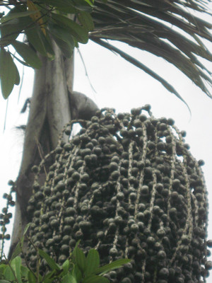 Cây tvea trồng trong vườn nhà. Cây tvea trồng trong vườn nhà