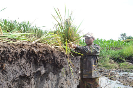 Nhiều diện tích hoa màu của dân bị thiệt hại 