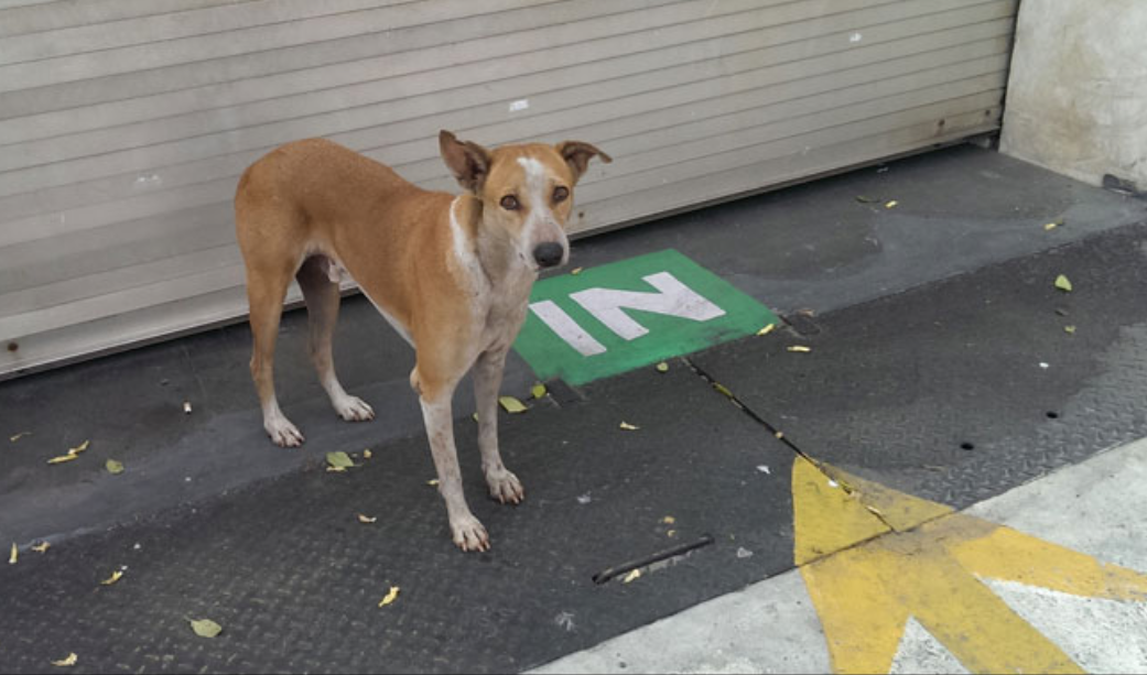 Hàng ngàn con chó sống lang thang khắp thủ đô New Delhi của Ấn Độ. (Ảnh: NDTV) Hàng ngàn con chó sống lang thang khắp thủ đô New Delhi của Ấn Độ. (Ảnh: NDTV)