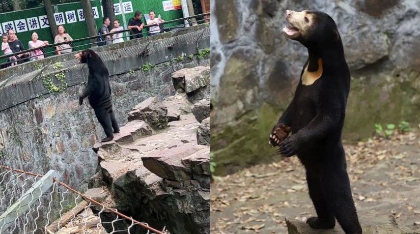 Bức ảnh gấu chó đứng thẳng như người khiến dân mạng Trung Quốc xôn xao. (Ảnh: AP) Bức ảnh gấu chó đứng thẳng như người khiến dân mạng Trung Quốc xôn xao. (Ảnh: AP)