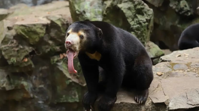 Một con gấu chó trong sở thú Hàng Châu. (Ảnh: AP) Một con gấu chó trong sở thú Hàng Châu. (Ảnh: AP)