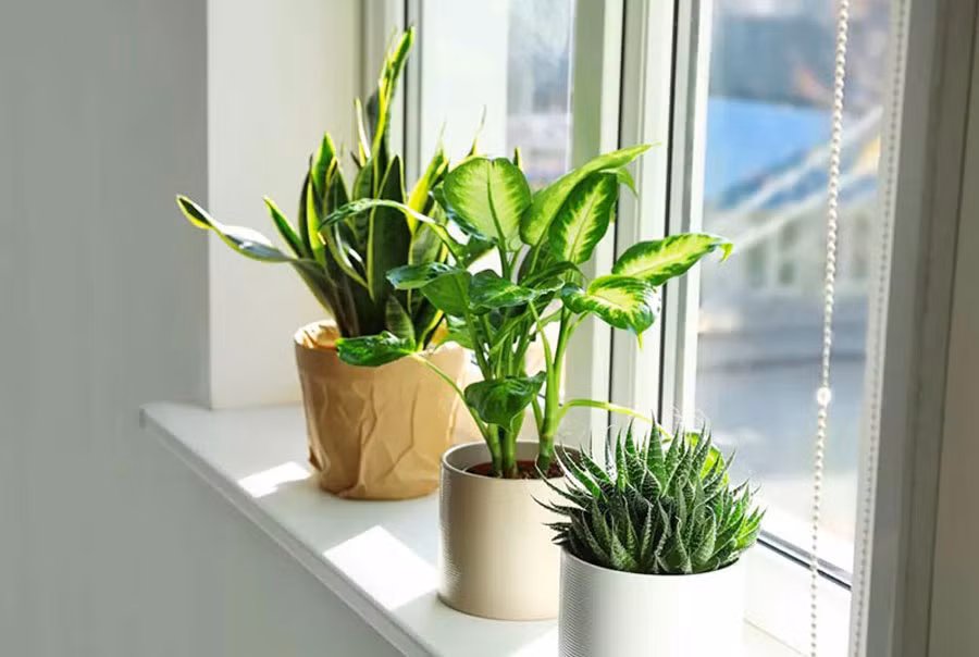 Làm thế nào để những hoa cây cảnh sau Tết có thể chơi được đến Tết năm sau, thậm chí còn đẹp như lúc khi mua về. Làm thế nào để những hoa cây cảnh sau Tết có thể chơi được đến Tết năm sau, thậm chí còn đẹp như lúc khi mua về.