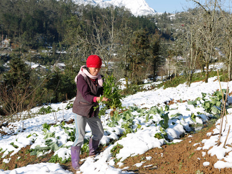 Một người dân đang cố nhặt nhạnh chút rau trong tuyết phủ, được tí nào hay tí ấy