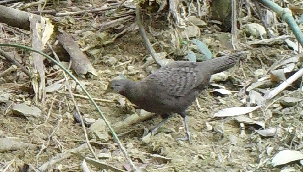 Gà tiền mặt vàng