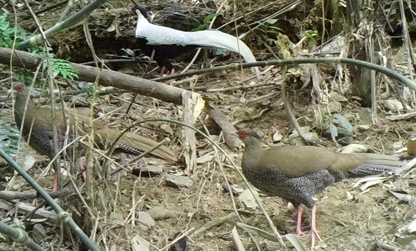 Ban quản lý Khu bảo tồn thiên nhiên Pù Hu phát hiện năm cá thể gà lôi trắng và gà tiền mặt vàng.