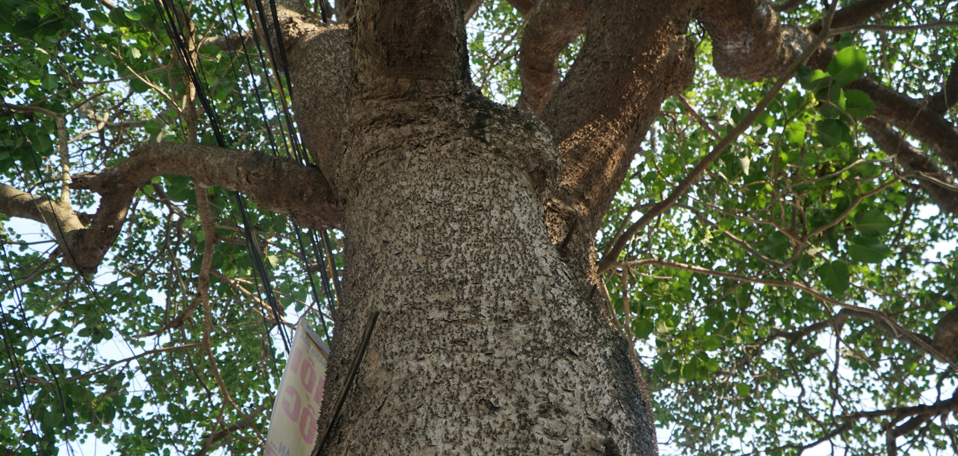 Cây vông phát triển xanh tươi, tán rộng. Cây vông phát triển xanh tươi, tán rộng.