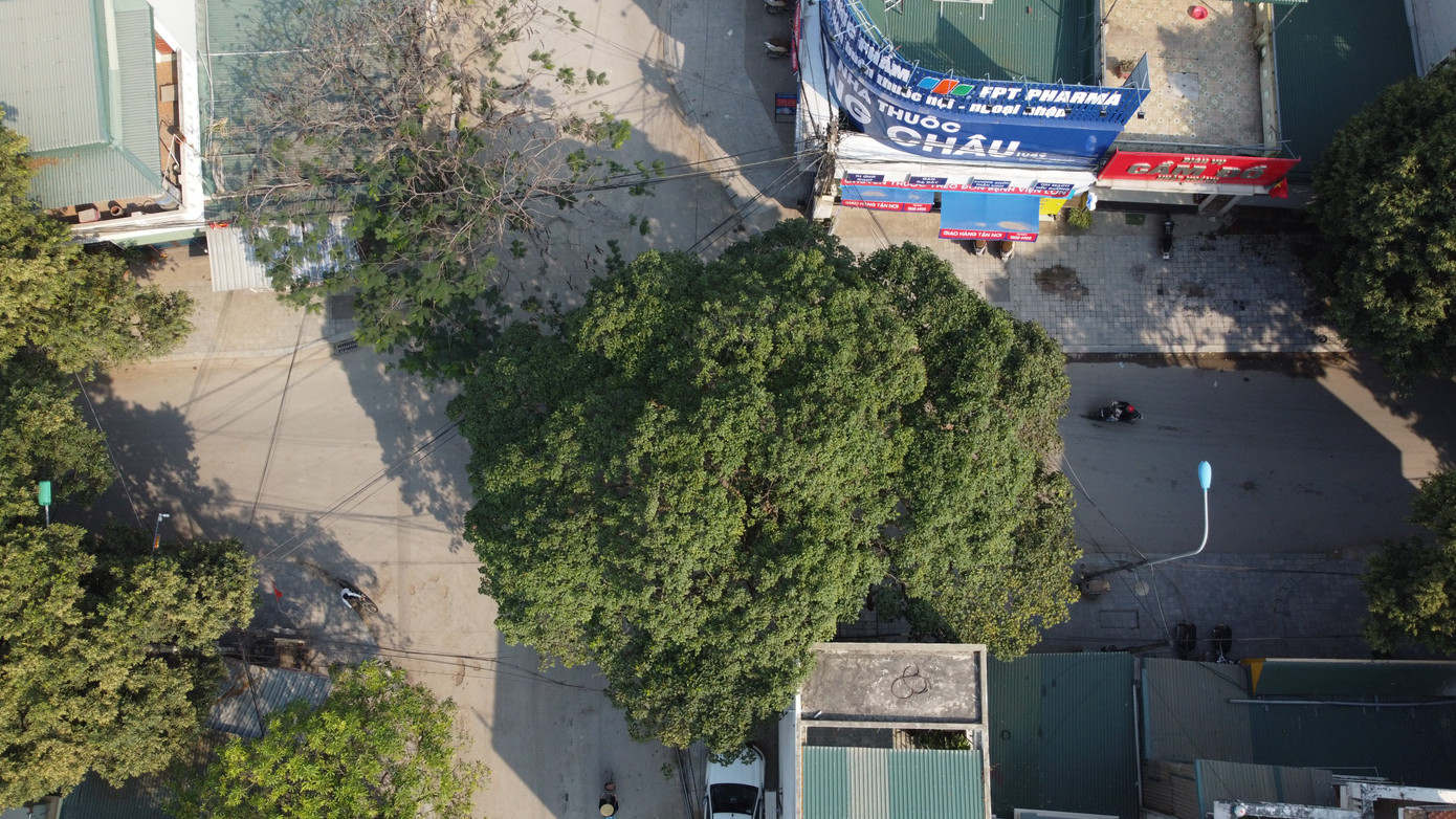 Cây vông ở ngã tư đường Ngô Quyền giao với đường Nguyễn Hồng Lễ. Cây vông ở ngã tư đường Ngô Quyền giao với đường Nguyễn Hồng Lễ.