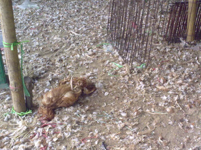 Những con gà chết từ rất lâu đã được các lái buôn thu gom.Ảnh: Bee.net. Những con gà chết từ rất lâu đã được các lái buôn thu gom.Ảnh: Bee.net