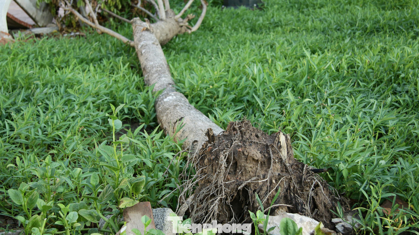 Nhiều câu xanh ngã đổ do mưa bão nhưng nhiều ngày qua vẫn chưa được dọn dẹp.