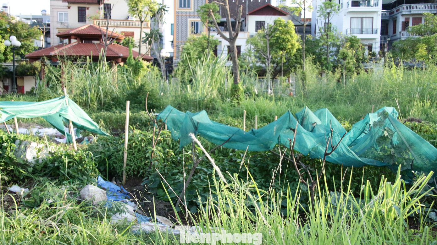 Công viên trở thành nơi trồng rau của người dân. Rác thải vứt tứ tung vừa gây mất vệ sinh vừa khiến công viên thêm nhếch nhác.