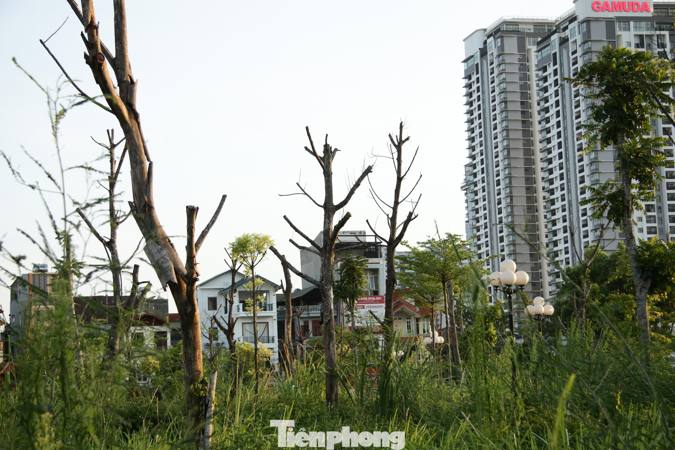 Nhiều cây bị chết khô, trơ cành, trụi lá chưa được thay thế.