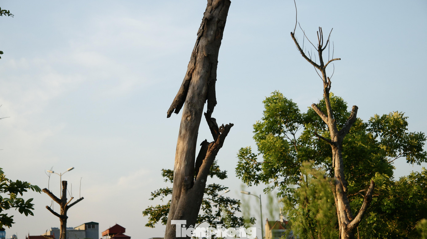 Thân cây khô vỏ, nứt toác.