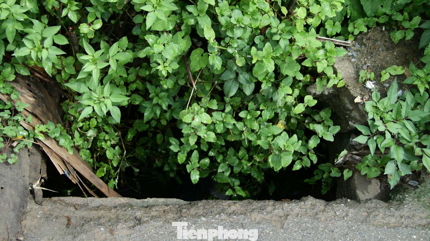 Trước đó vào 5h30 sáng 5/7, một người đàn ông nghi đi xe máy rơi xuống hố ga không có nắp đậy và tử vong trên vỉa hè phố Đặng Vũ Hỷ (phường Thượng Thanh). Cách đó không xa là chiếc xe máy được cho là của nạn nhân nằm đổ trên vỉa hè. Hiện cơ quan chức năng vẫn đang xác minh, làm rõ. Trong ảnh: Nhiều hố ga bị cỏ, cây dại phủ xung quanh, gây mất tầm nhìn - là những “cái bẫy” nguy hiểm đối với người tham gia giao thông