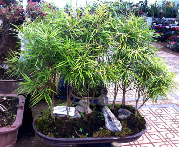 Sứ giả thời tiền sử trong chậu kiểng