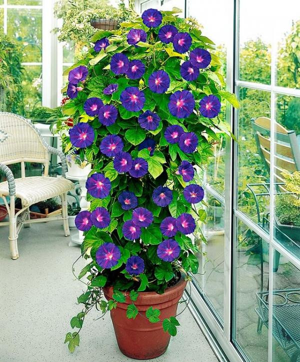 Ngôi nhà mát rượi mùa hè nhờ các giàn hoa leo ảnh 4