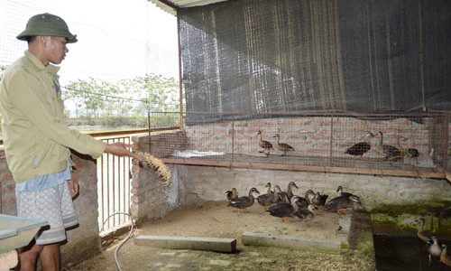 Hoàng Văn Công đang cho đàn vịt trời ăn - Ảnh: Hải Dương.