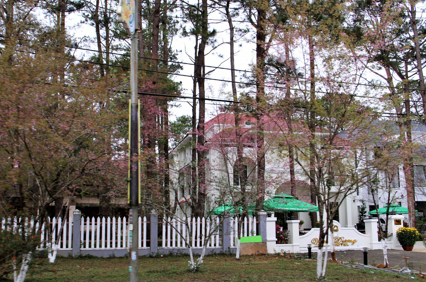 Ngay từ những thập niên đầu thế kỷ 20, người Pháp đã đến Măng Đen khảo sát, đưa cây thông vào trồng với ý định xây dựng một trạm nghỉ dưỡng trên vùng đất này. Vì vậy, ngoài thông, Măng Đen còn có những ngôi nhà mang dáng dấp kiến trúc của phương Tây.