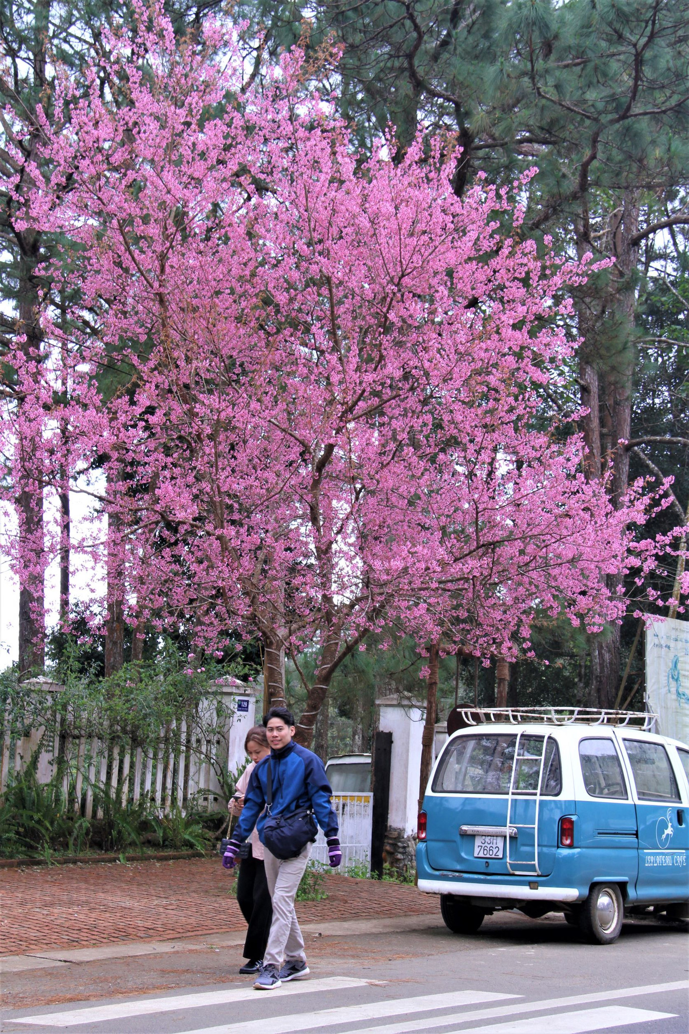 Các bạn trẻ thích thú khi đến thưởng thức hoa đào và không khí lạnh những ngày giáp Tết tại Măng Đen.