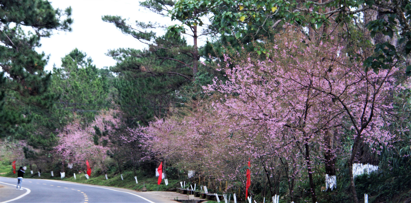 Hoa đào nở dọc các ngả đường, chen lẫn với tán thông xanh