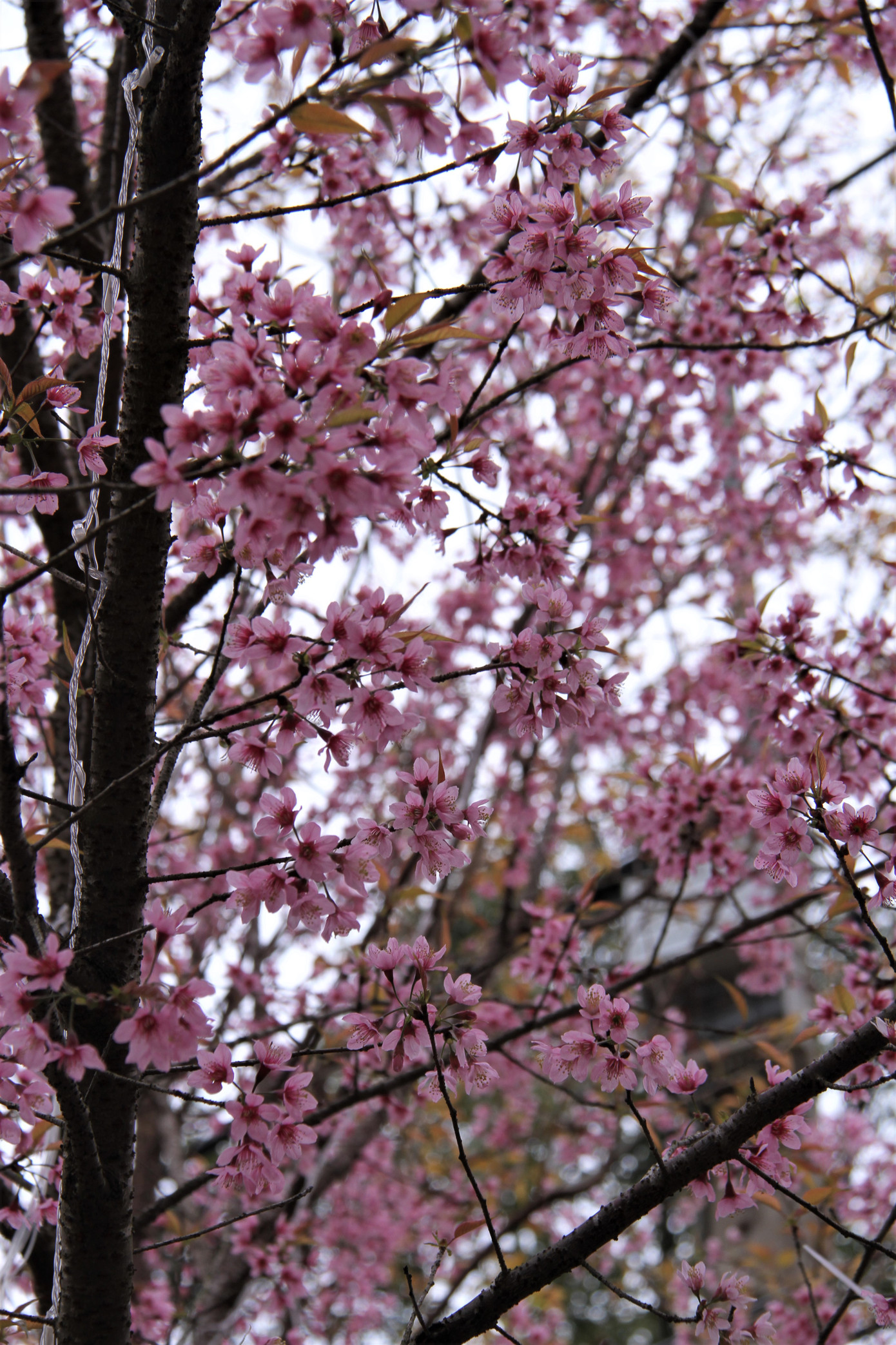 Khí hậu ở Măng Đen quanh năm mát mẻ. Ở thời điểm hiện tại, nhiệt độ ngoài trời ở Măng Đen ban ngày có khi chỉ 16 độ C và xuống sâu hơn về ban đêm. Nhưng cái lạnh đó không ngăn được hoa đào bung nở.