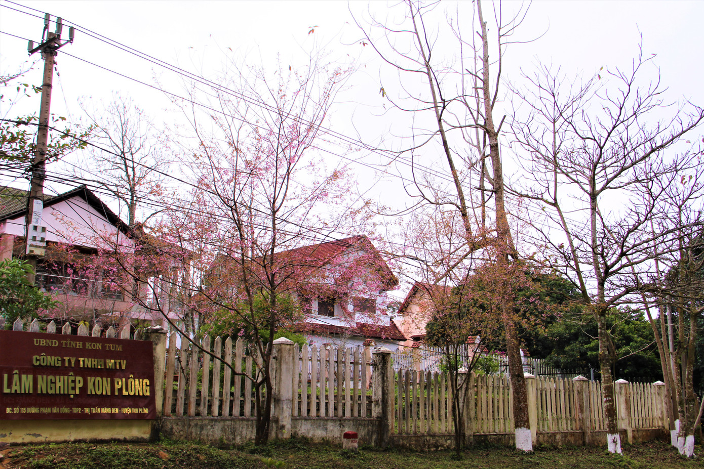 Những căn nhà mang dáng dấp kiến trúc phương Tây như rực đỏ bởi hoa đào