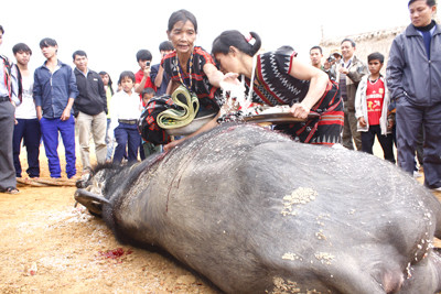 Khi trâu gục xuống, dân làng đưa những lễ vật như: vải thổ cẩm, lúa gạo, lợn, gà đến đặt lên mình trâu với ý nghĩa chia một phần cho trâu trước khi về với Giàng, các vị già làng đứng ra làm lễ tế linh hồn trâu. Trâu sau khi chết, được mổ thịt, chia phần cho các gia đình trong thôn. Đầu trâu được treo ở vị trí chính giữa nhà Gươl để hồn trâu luôn ở lại và giúp dân làng no ấm