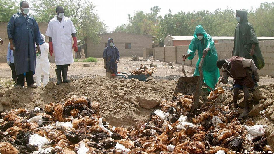 Tiêu hủy gà nhiễm H5N1 ở Nigeria. Ảnh: DW. Tiêu hủy gà nhiễm H5N1 ở Nigeria. Ảnh: DW.