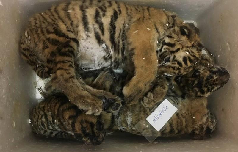 Hổ đông lạnh do Công an tỉnh Nghệ An thu giữ năm 2018