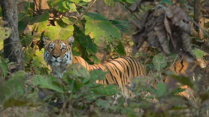 Một con hổ trong vườn quốc gia ở bang Madhya Pradesh của Ấn Độ: Ảnh: Alamy.