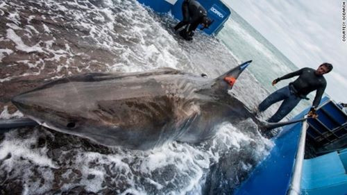 Toàn bộ quá trình gắn mã điện tử trên cá mập chỉ diễn ra trong 15 phút