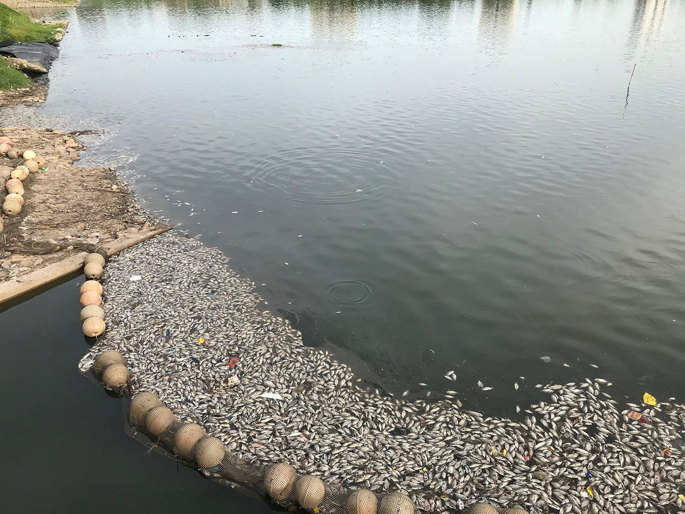 Có góc hồ cá chết tập kết thành mảng lớn, dày đặc