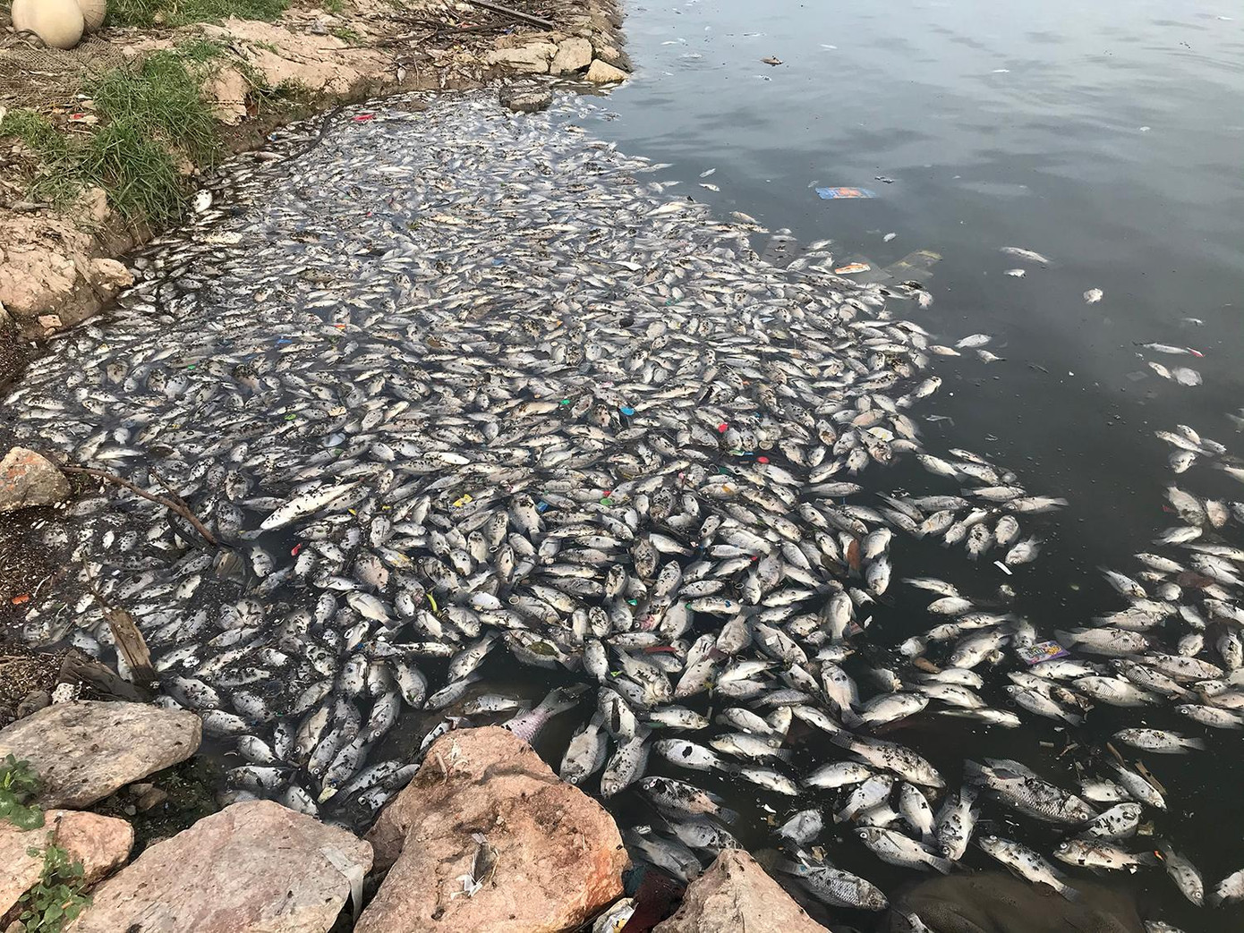 Cá chết nhiều, bốc mùi khó chịu